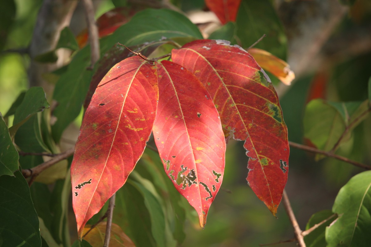 Lagerstroemia speciosa (L.) Pers.